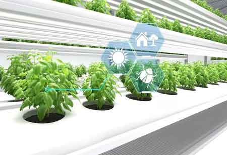 Transforming Specialty Crop Production with Advanced Hydroponic Techniques